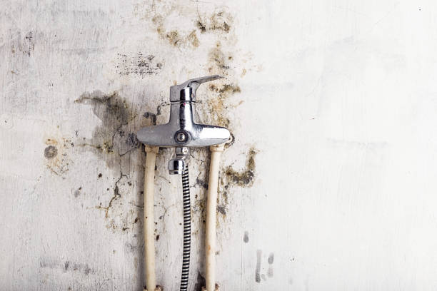 Mold Removal Process in Masontown, PA