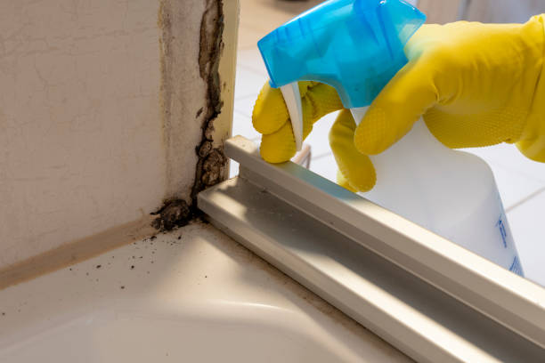 Crawl Space Mold Removal in Masontown, PA