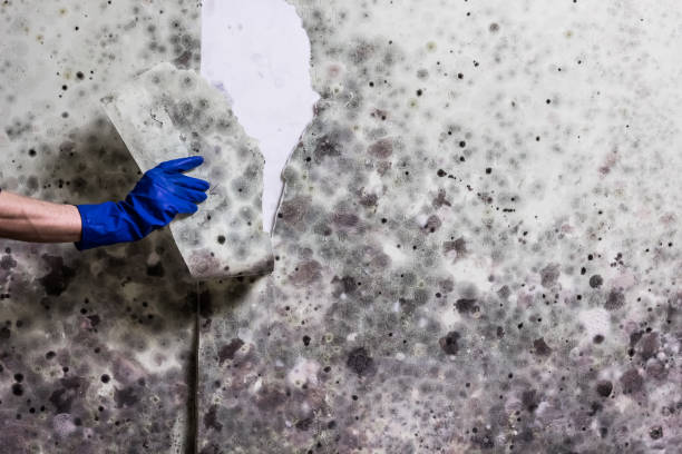 Professional Mold Removal in Masontown, PA